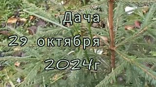 Осенняя дача Проверка состояния посеянных сидератов Дача 29 октября 2024г [upl. by Marvel]