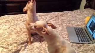 CUTE CHIHUAHUAS HOWLING [upl. by Tnerb]