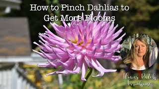 How to Pinch Dahlias to Get More Blooms [upl. by Emelda]