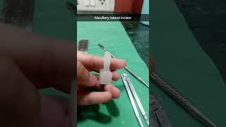 Maxillary lateral incisor bds dr medical youtube [upl. by Yrocaj]