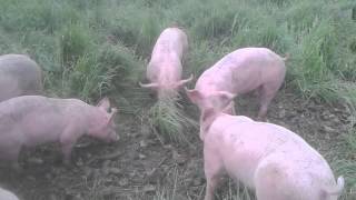 Pigs eating fodder beet [upl. by Airogerg460]