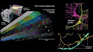 A petavoxel fragment of human cerebral cortex reconstructed at nanoscale resolution [upl. by Arannahs]