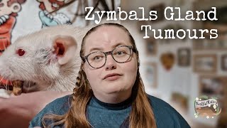 Zymbals Gland Tumours  Rat Health Issues🏥🩺🐀 [upl. by Pammi500]