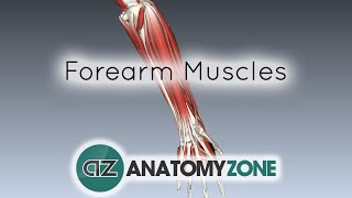 Forearm Muscles Part 1  Anterior Flexor Compartment  Anatomy Tutorial [upl. by Ahsehat]