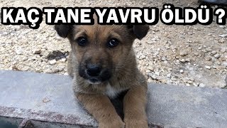 ZEHİRLENEN YAVRU KÖPEKLERDEN KAÇI ÖLDÜ  BEDAVA KÖPEK NASIL SAHİPLENİLİR [upl. by Isyak]