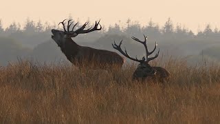 Wild spotten Veluwe  Burlende Edelherten 09 2021  dus Niet 2019 [upl. by Davenport]