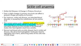 Sickle cell anemia apbiology ibbiology neetbiology genetics cbsebiology education [upl. by Marya492]