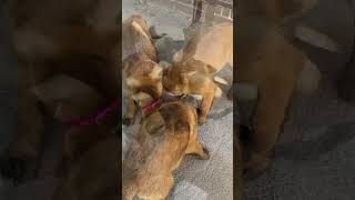 Compilation  12 Malinois puppies [upl. by Lennor935]