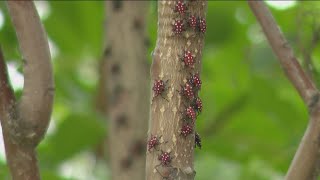 Be on the lookout for this invasive lanternfly species [upl. by Malan970]