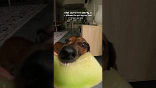 nothing better than dachshund ASMR asmrdog asmr dachshund dogshorts dachshundlove [upl. by Adnorhs]