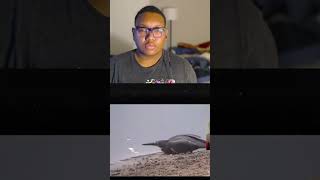 THESE BIRDS START FIRESCasual Geographic youtubeshorts funny animal casualgeographic [upl. by Hutchison]