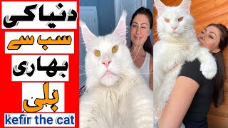 Worlds Biggest Cat  Kefir the Cat chapa tv [upl. by Winters]