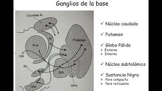 Ganglios basales UNAJ [upl. by Devonna]