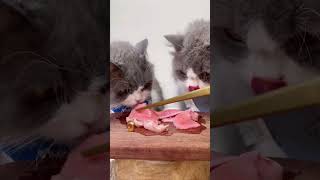 Crunchy Crunchy Babies 🥩🐭 ASMR Mukbang Cat Eps14 asmr mukbang cat asmrsounds shorts kucing [upl. by Accber]