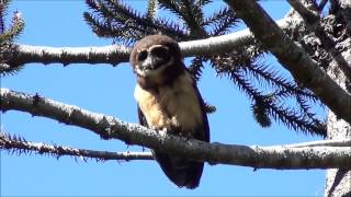 Pulsatrix koeniswaldiana  Murucututudebarrigaamarela  Tawnybrowed Owl [upl. by Enialahs]