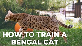 How to Train a Bengal Cat [upl. by Rehctelf]