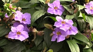 Growing Skyflower Thunbergia laurifolia [upl. by Ahsin]