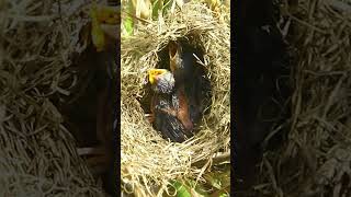 Watch These Baby Birds Beg for Food 🐣🍼 Adorable NatureLovers [upl. by Nwaf575]