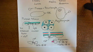 Thrombosis and Antithrombotic Drugs Part 3 [upl. by Eetsirhc]