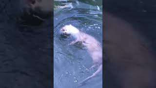 i threw a rock to get otters attention otters otters ottersofinstagram выдра выдры [upl. by Loella]