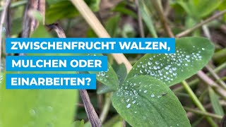 Zwischenfrucht walzen mulchen oder einarbeiten [upl. by Lamahj]