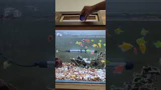 Glofish  tetra  feeding time [upl. by Able]