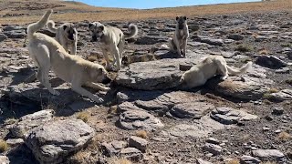 KÖPEKLERDEN KAÇARKEN TAŞIN ALTINA GİZLENDİ  KURT ULUMASI DURMAK BİLMİYOR [upl. by Hance567]