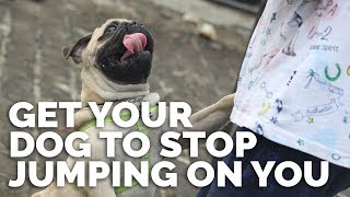 How to STOP Your Dog From JUMPING ON YOU [upl. by Shaikh107]