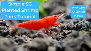 5 Gallon Planted Shrimp Tank Tutorial With Guppies amp Slime Mold [upl. by Eskil]