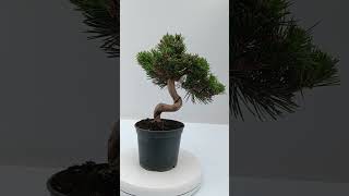 Pinus thunbergii senjyumaru número 73437 [upl. by Weight]