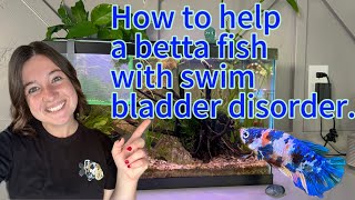 How to cure swim bladder disorder in betta fish [upl. by Deach]