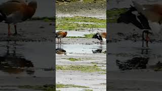 Canquenes acicalándose isladechiloé chiloé naturaleza curanué quellón noviembre2024 aves [upl. by Albertina]