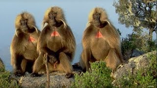 Defending a Monkey Harem  Clever Monkeys  BBC Earth [upl. by Siobhan51]