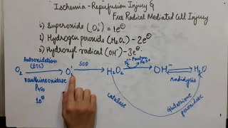 Ischemia Reperfusion InjuryFree Radical mediated Cell InjuryCell InjuryGeneral PathologyHMohan [upl. by King898]