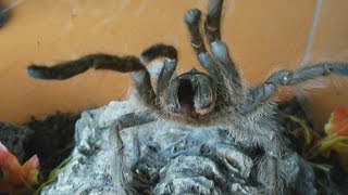 Very rare aggressive HISSING tarantula Monocentropus lambertoni Inferion7 [upl. by Fernanda]