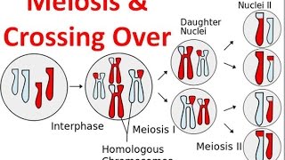 Meiosis amp Crossing Over [upl. by Ellertnom70]