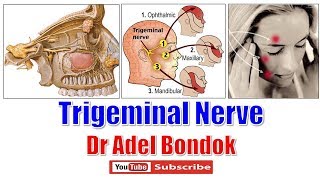 Maxillary division of Trigeminal nerve V2 or Vb  Maxillary nerve  Anatomy Animation [upl. by Nigel]