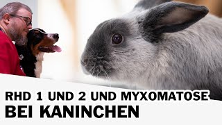 RHD 1 und 2 und Myxomatose bei Kaninchen [upl. by Ozzy]