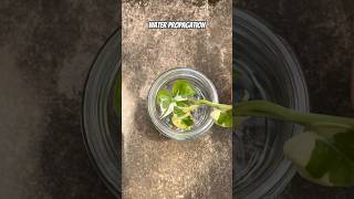 pothos waterpropagation [upl. by Shira244]