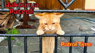 Ini yang terjadi ketika kucing abuabu membawa hasil buruan ke rumah [upl. by Erma]