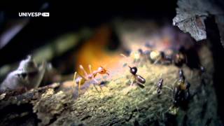 Nasute termites spray ants [upl. by Notlehs817]