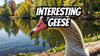 Why Geese Are More Interesting Than You Think [upl. by Eilraep733]