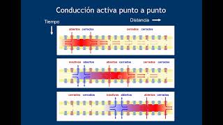 Clase 1 de Neurofisiología 4 Conducción de potenciales de acción [upl. by Euqinimod442]