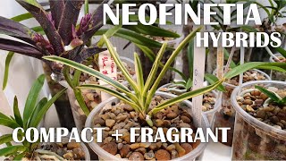 Neofinetia Hybrids  Introduction To My Collection  Care Tips 🌸 [upl. by Rillis]