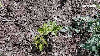 How To Start A Small Backyard Farm Ugu Vegetables also know as pumpkin seed [upl. by Aneerol666]