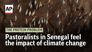 How pastoralists in Senegal are feeling the impact of climate change  The Protein Problem [upl. by Bibbye545]