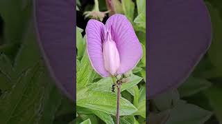 Spurred butterfly pea flower amp black ant 冠状蝶豆花和黑蚁 Bunga kacang ramarama didorong amp semut hitam [upl. by Anama]