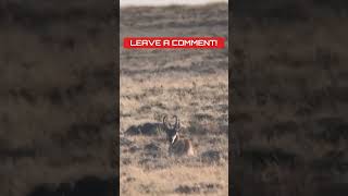 65 PRC Drops Buck at 342 Yards [upl. by Edwine]