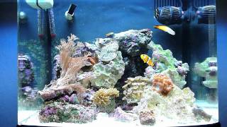 Biocube 14 Reef Update 9411 [upl. by Burta405]