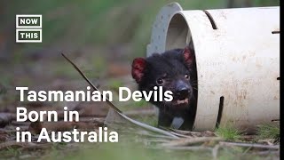 First Tasmanian Devils Born in 3000 Years [upl. by Narut]